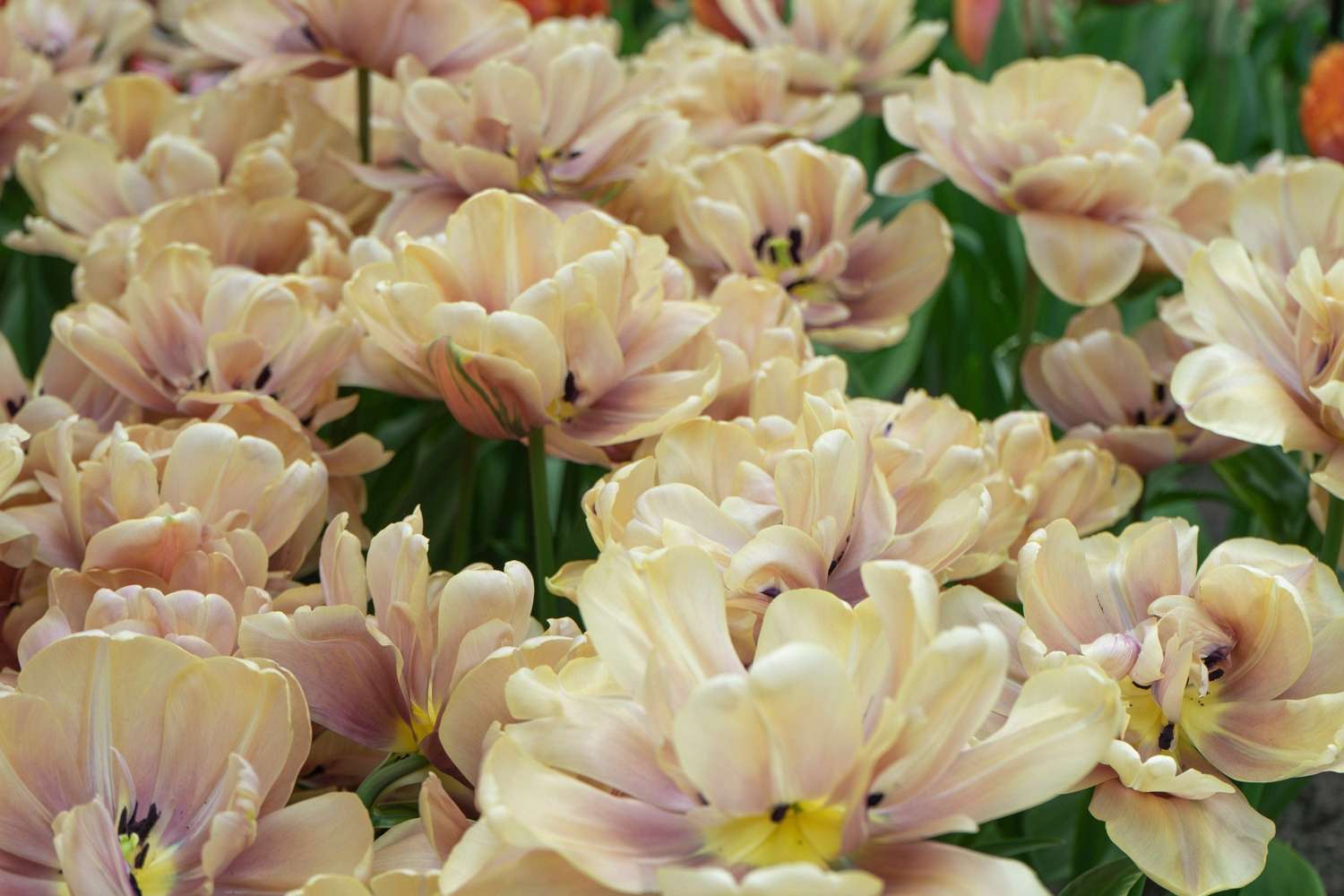 Tulppaani 'La Belle Époque'